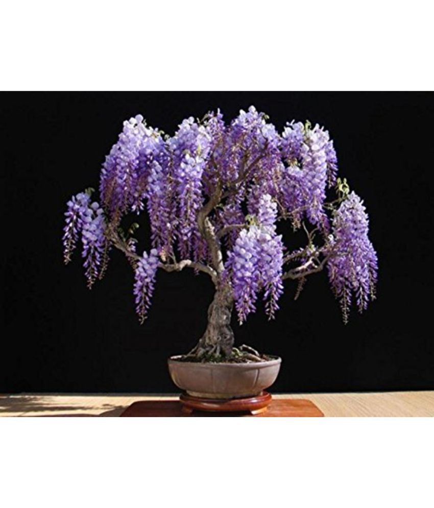 Creative Farmer BonsaiJapanese Wisteria Bonsai Tree Seeds ...