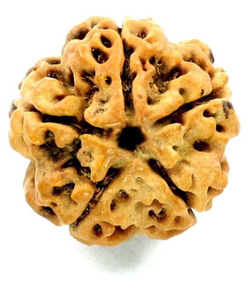     			Shivoham Five Mukhi Rudraksha 5 Face Rudraksha