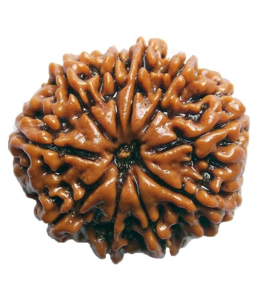     			Shivoham Ten Mukhi Rudraksha 10 Face Rudraksha