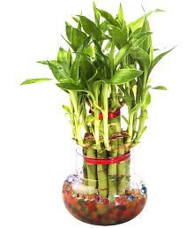 Live Plants Online Garden At Best Prices In India Quick View