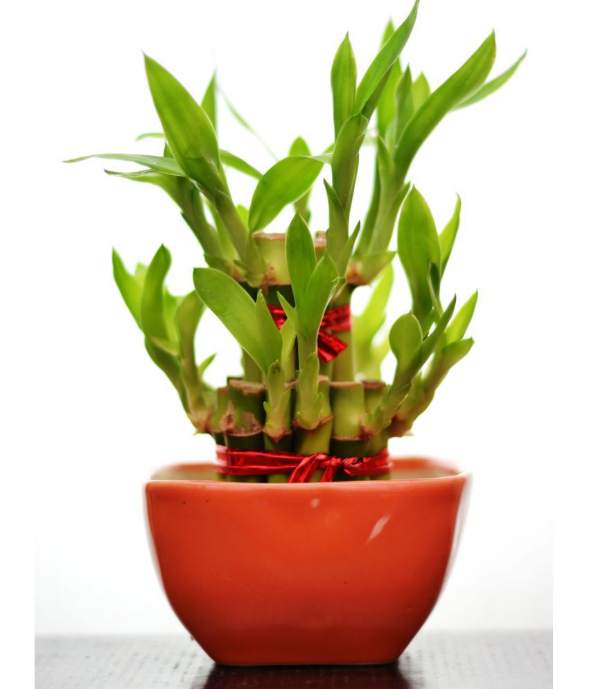 Green plant indoor 2 Layer Lucky Bamboo Plant With Ceramic ...
