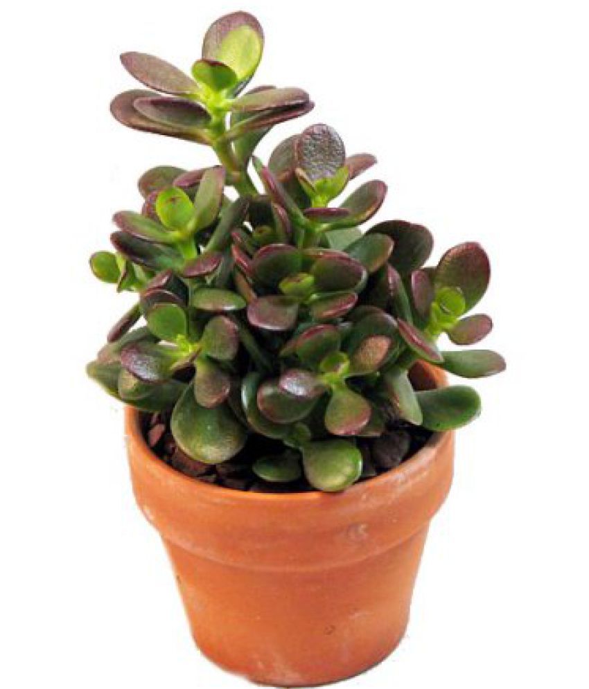 ojorey Jade Plant Special Love Lucky crassula Indoor Cacti