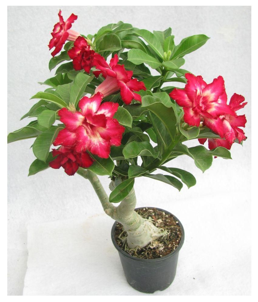 Puspita Nursery Desert Rose Adenium Live Indoor Flower Plant Both ...