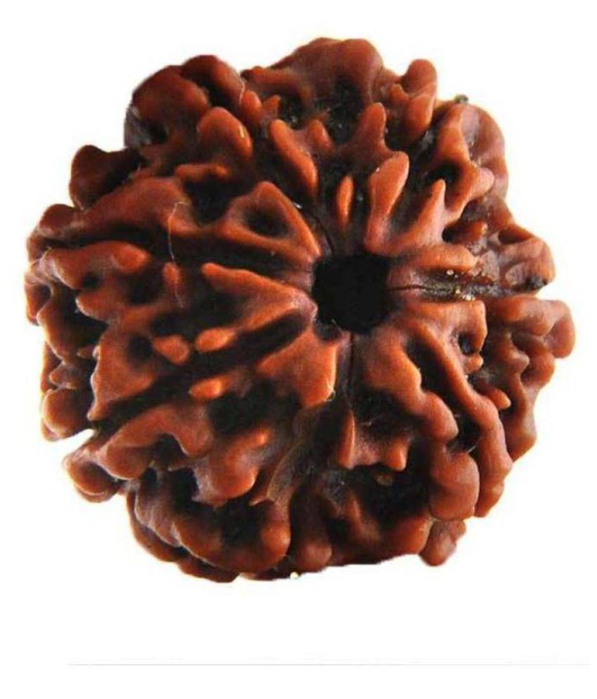     			Shivoham 7 MUKHI RUDRAKSHA NEPALI LAB CERTIFIED Wooden 7 Face Rudraksha