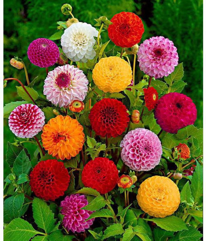 dahlia pompon mixed flower plant seeds for home kitchen garden 50 seeds,  instruction manual inside package