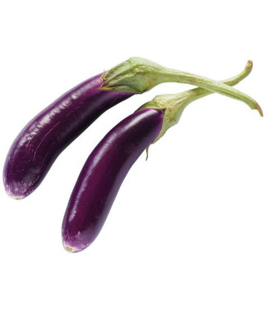 Brinjal Seeds Purple Brinjal Seeds Long Eggplant Vegetable Seeds Buy Brinjal Seeds Purple Brinjal Seeds Long Eggplant Vegetable Seeds Online At Low Price Snapdeal