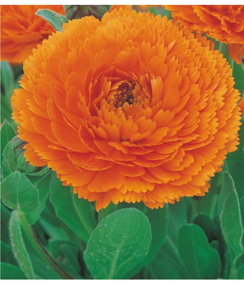     			CALENDULA SEEDS Pot Marigold GOLD STAR Color Flower Seeds 30 seeds