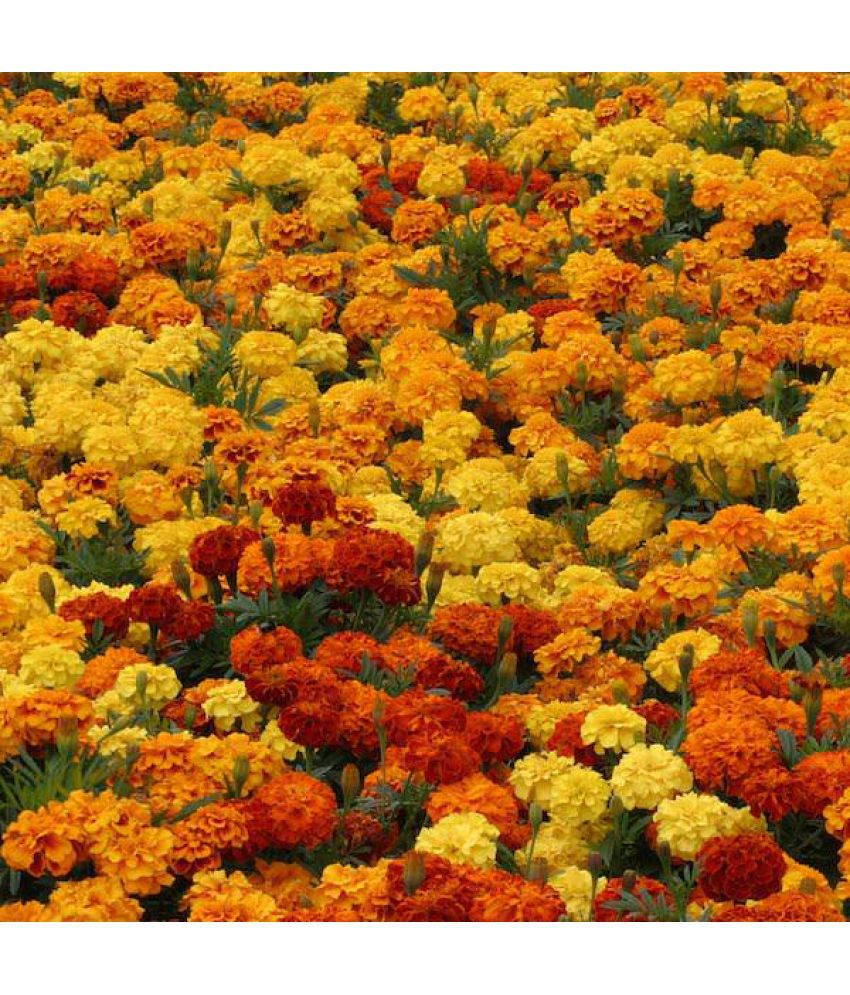     			Rare French African Hybrid Marigold Seeds ZENITH MIX Marigold 30 seeds