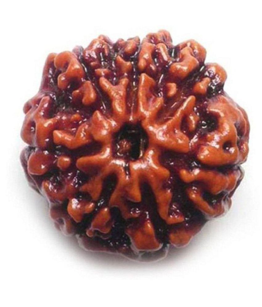     			Shivoham 7 Mukhi Rudraksha Lab Certified With Red Silk Dori 7 Face Rudraksha