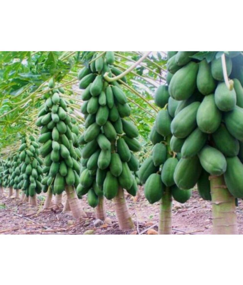 Creative Farmer Dwarf Papaya Fruit Seeds 20 Seeds/Pack