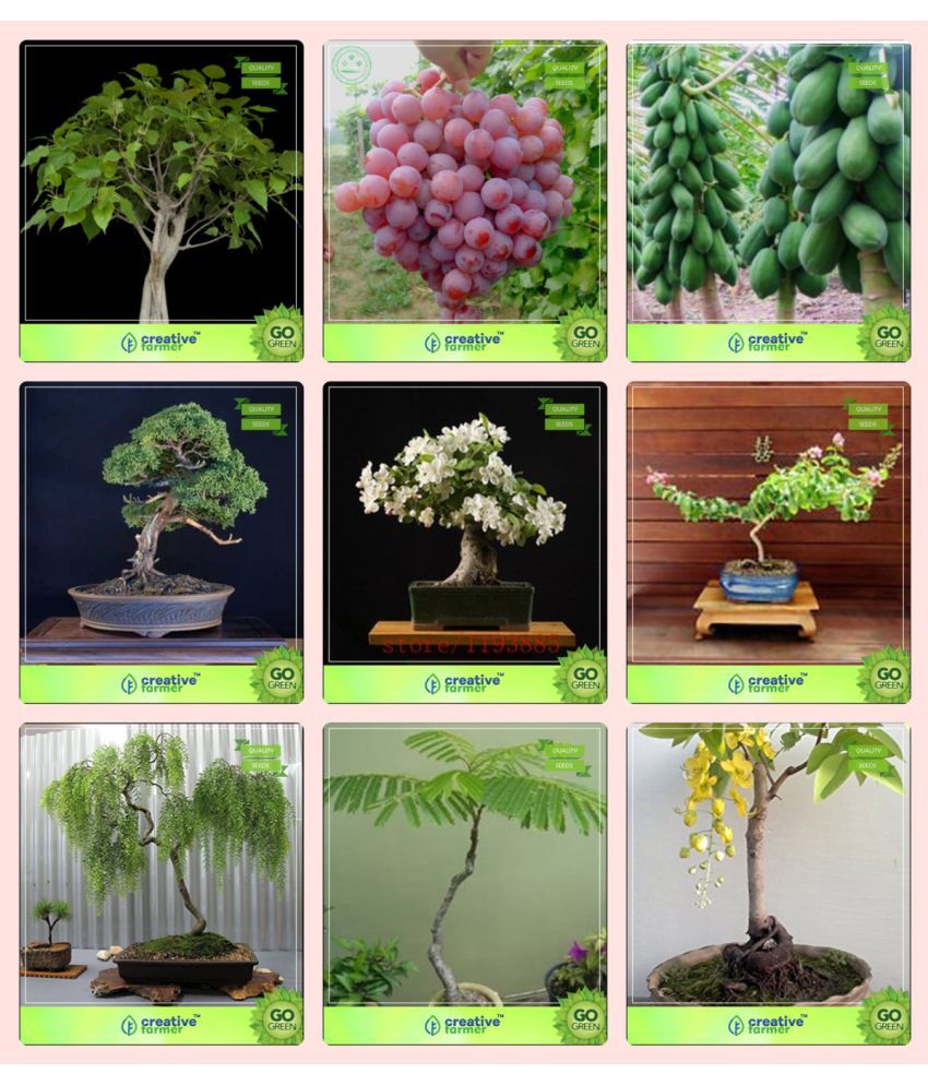Bonsai Seeds : Best Seller Combo Combo Ficus Religiosa, Grape, Papaya, English Walnut, Murrayya Exotica,Lagerstroemia ,Peltophorum,Albizia Saman,Golden Rain Tree Garden Seeds: Buy Bonsai Seeds : Best Seller Combo Combo Ficus Religiosa, Grape, Bonsai Seeds : Best Seller Combo Combo Ficus Religiosa, Grape, Papaya, English Walnut, Murrayya Exotica,Lagerstroemia ,Peltophorum,Albizia Saman,Golden Rain Tree Garden Seeds: Buy Bonsai Seeds : Best Seller Combo Combo Ficus Religiosa, Grape,