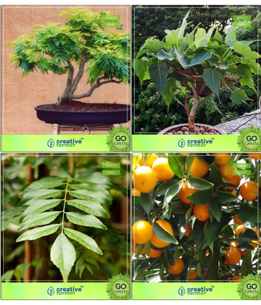 Bonsai Seeds Bonsai Suitable Plant Seeds Combo Gulmohar, Ficus Religiosa, Curry Plant, Orange