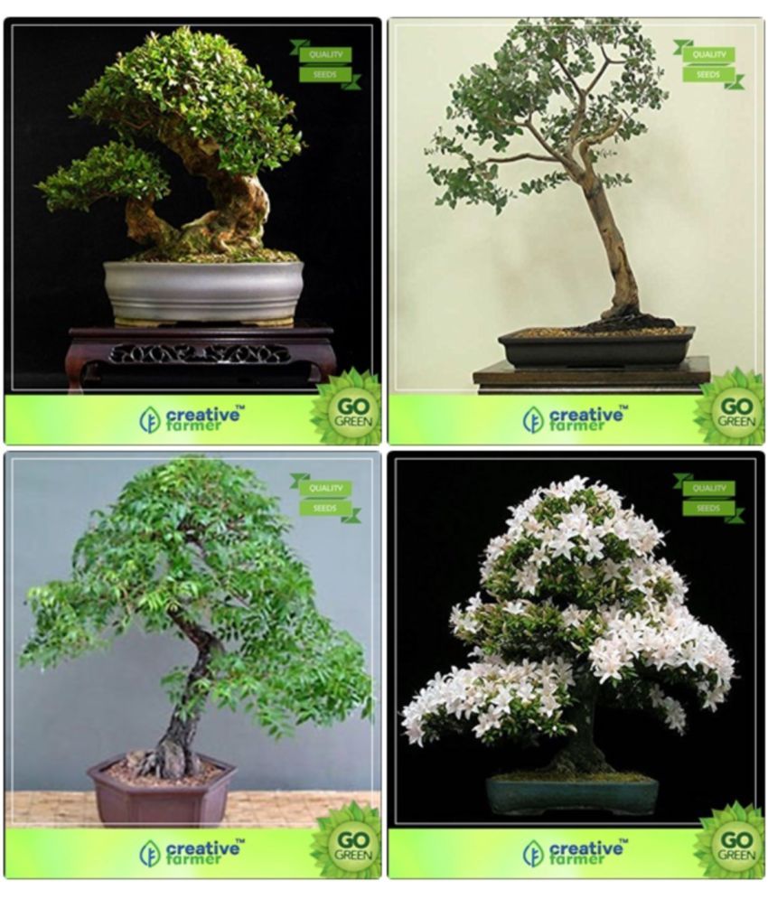 Bonsai Seeds Seeds For Garden Containers Combo Rosewood Eucalyptus Grandis Mahogany Water Jasmine Garden Seeds Buy Bonsai Seeds Seeds For Garden Containers Combo Rosewood Eucalyptus Grandis Mahogany Water Jasmine Garden