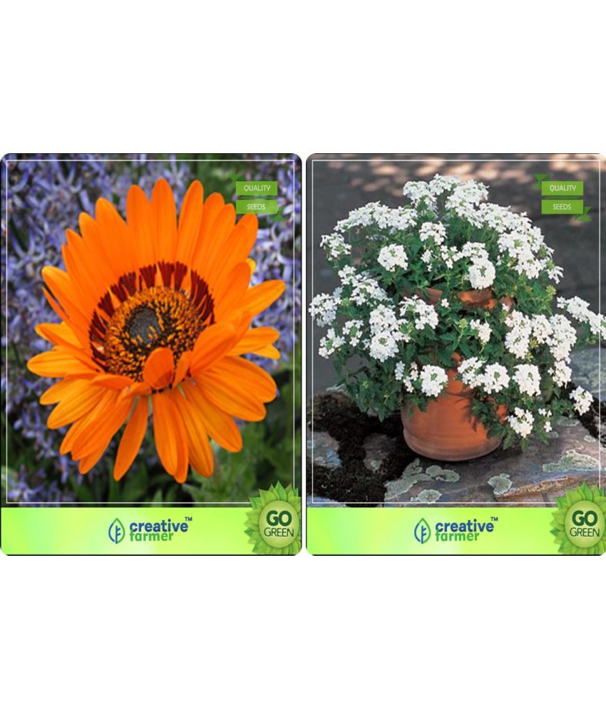 Flower Seeds Bulk Flower Seeds Combo Venidium Orange Verbena White Flower Seeds Buy Flower Seeds Bulk Flower Seeds Combo Venidium Orange Verbena White Flower Seeds Online At Low Price Snapdeal