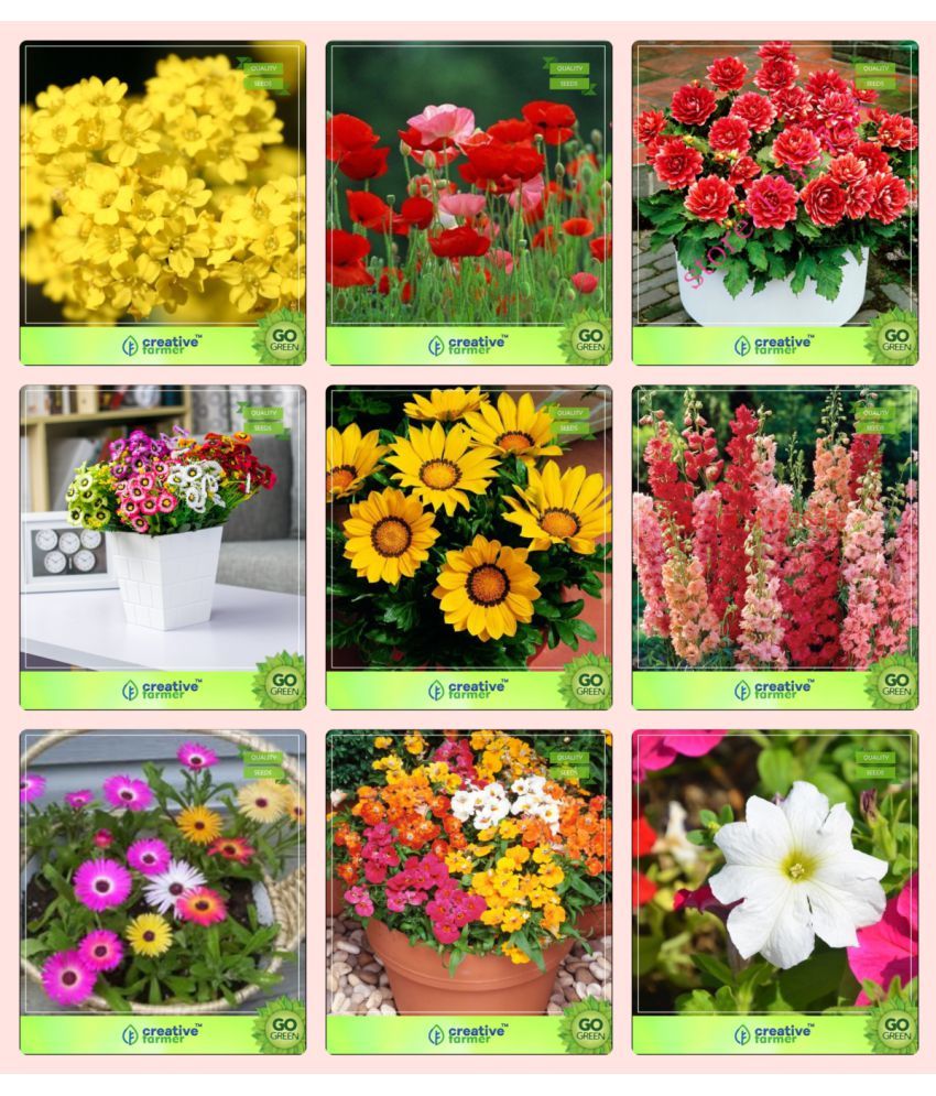 Flower Seeds Garden Seeds For Planting Combo Alyssum California Dahlia Unwin Daisy White Gazania Dwarf Larkspur Rose Smile Burf Heavens Nemesia Petunia Snowball Garden Flower Seeds Buy Flower Seeds Garden Seeds