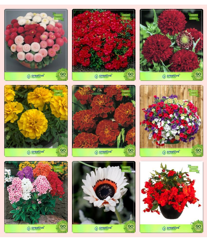 Flower Seeds Seeds For Flowers Combo Daisy Double Dianthus Scarlet Red Gaillardia Dwarf Marigold Yellow Marigold Bolero Red Petunia Phlox Beauty Venidium White Begonia Garden Flower Seeds Buy Flower Seeds