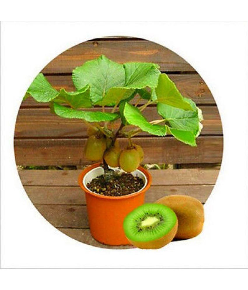     			Kiwi Fruit Seeds Bonsai Kiwi Fruit Seed For Home Garden 20 seeds + Instruction Manual