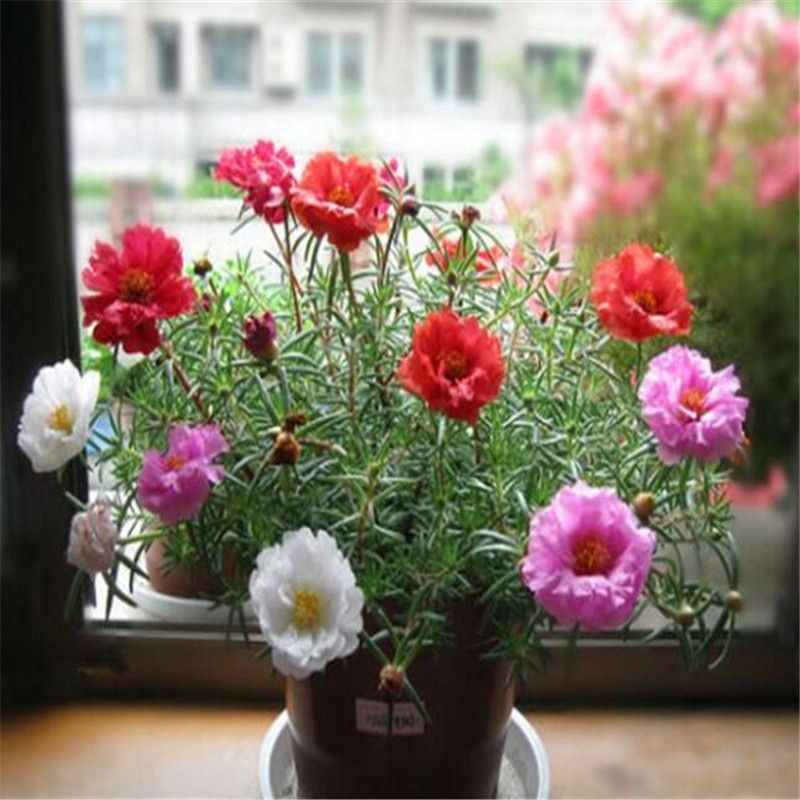 Flower Seeds Nau Bajiya 9 O Clock For Terrace Garden Plants Home India 17 Packets Plant By Creative Farmer