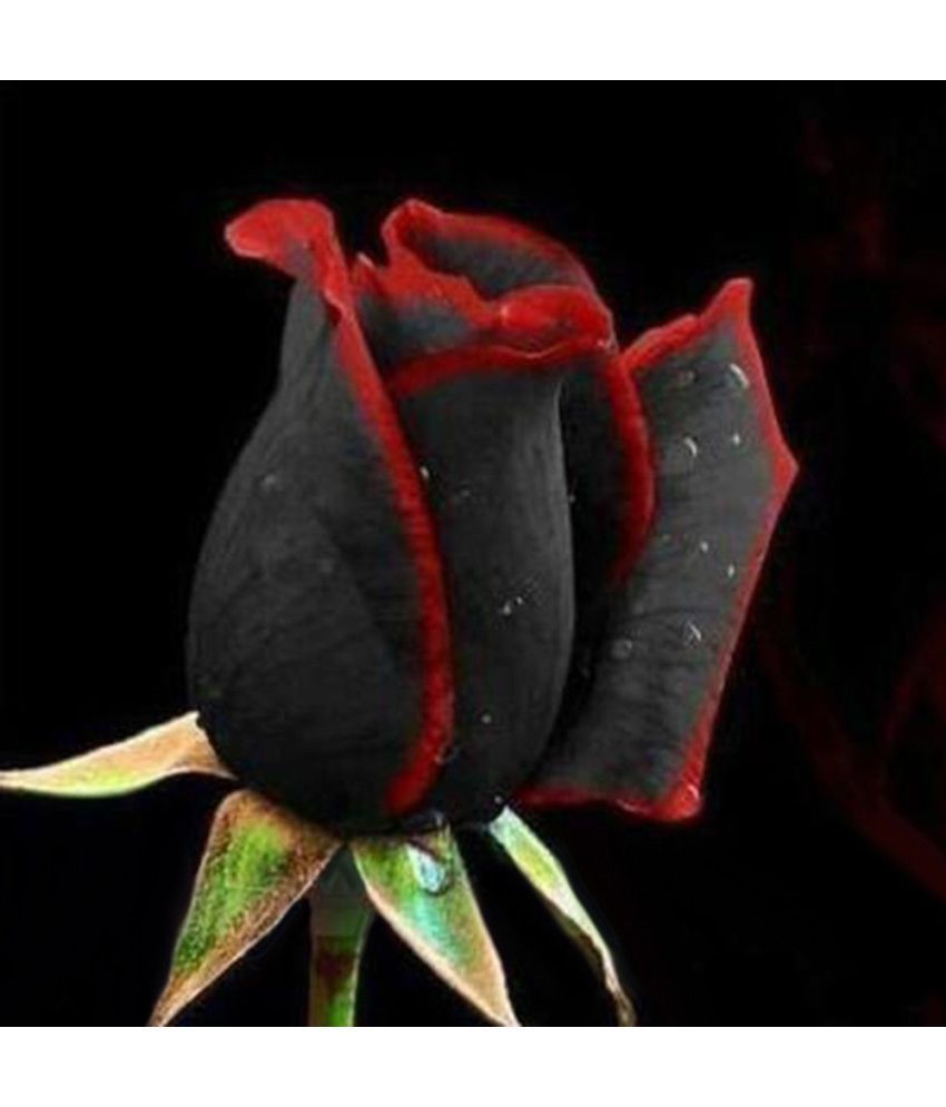     			Rare Black Rose with Red Edge Seeds Home Garden Plant Flower Seed 20 seed