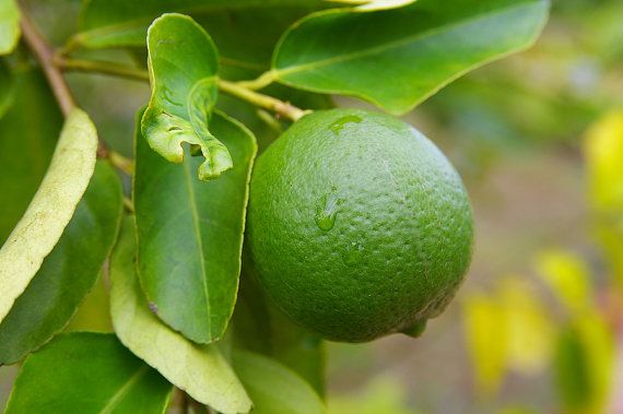 Exotic Citrus Edible Fruit Lime Green Lemon Fruit Seeds: Buy Exotic ...