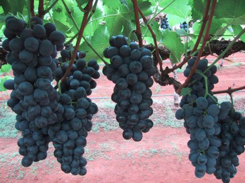     			Grape Seeds - Dan Ban Hannah - GMO Free- Organic - MEDICINAL Fruit Seeds