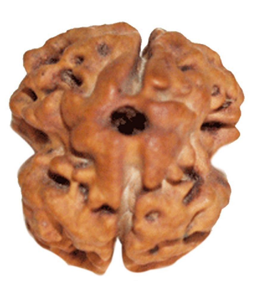     			DMK DevBhumi Do Mukhi /Two faced Rudraksha 2 Face Rudraksha