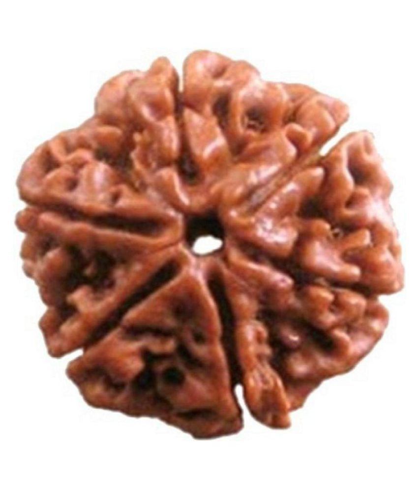     			Shivoham 6 Mukhi Rudraksha 6 Face Rudraksha