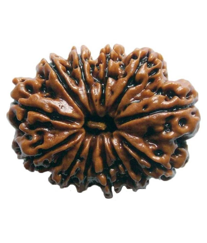     			Shivoham 12 Mukhi Rudraksha 12 Face Rudraksha