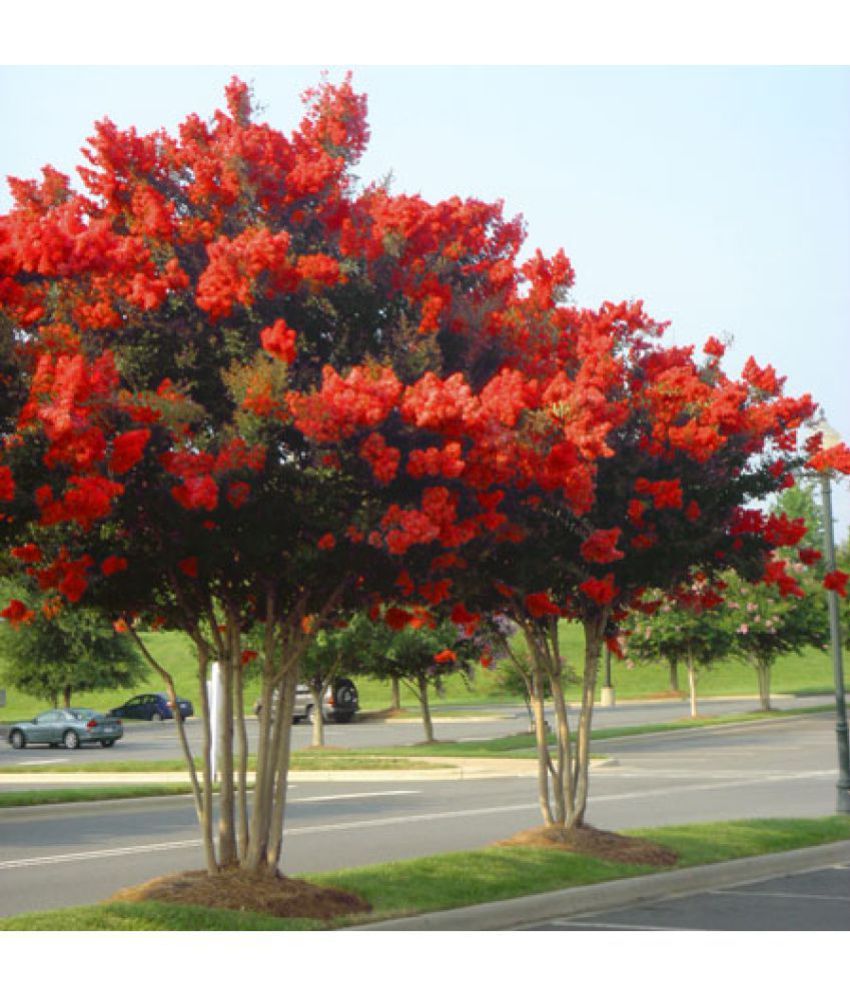 Red Rocket Crape Myrtle 20 Seeds Flowering Tree ...