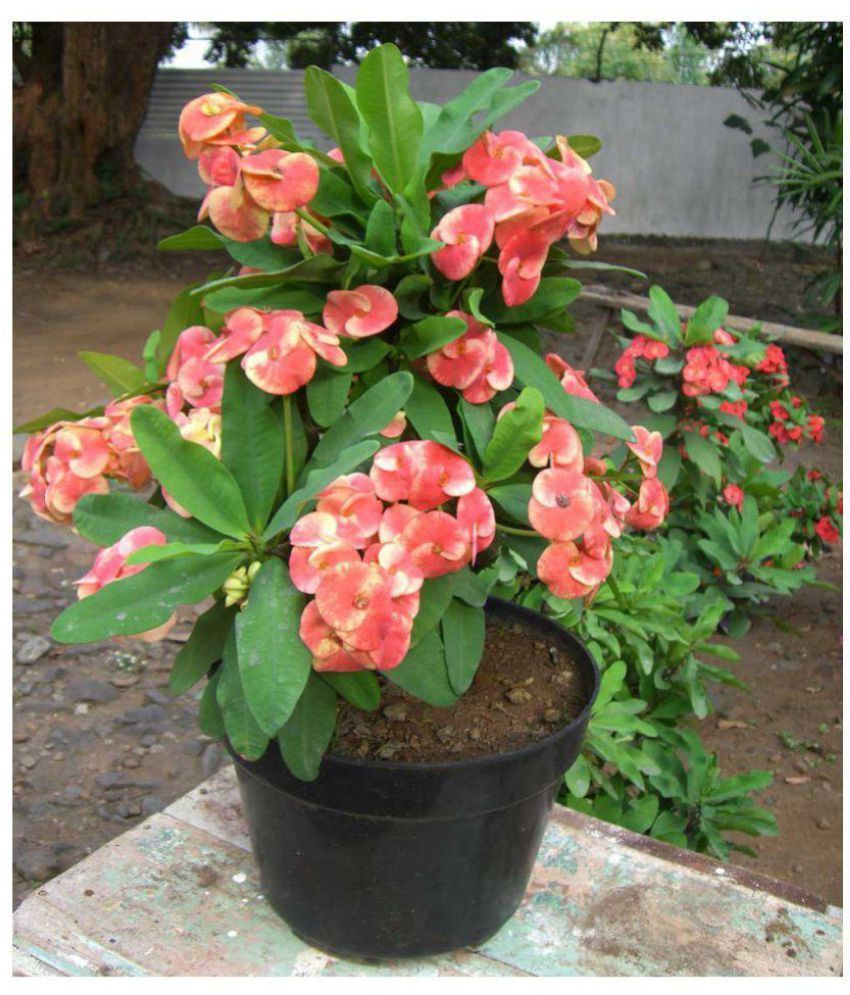 Live Nursery Euphorbia Flower Plant Live Nursery Euphorbia Flower Plant