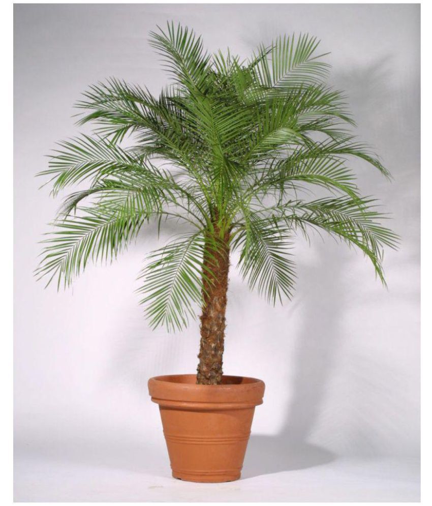 PLANT WORLD PHOENIX Palm Indoor Plant Buy PLANT WORLD