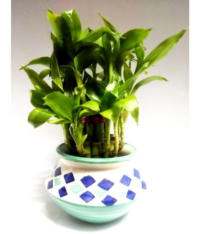 Green plant indoor 2 layer lucky bamboo plant with ceramic ...