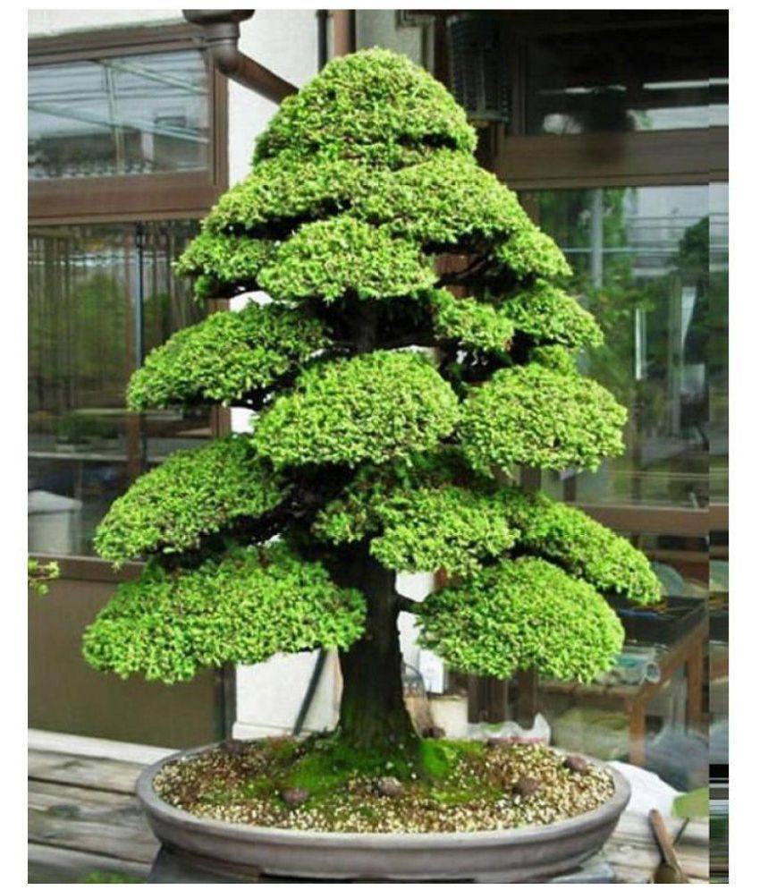 Bonsai Suitable Pine Tree Seeds: Buy Bonsai Suitable Pine ...