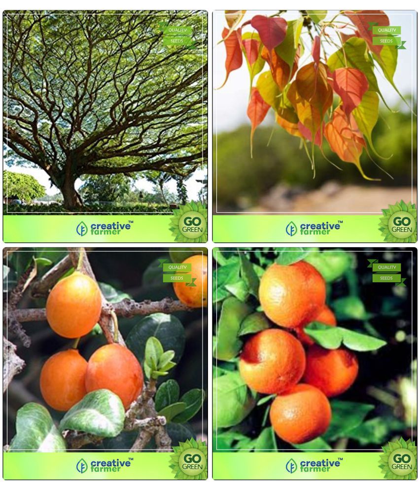 Tree Seeds Plant Saman,Ficus Religiosa,Mamosa Elangi ,Orange
