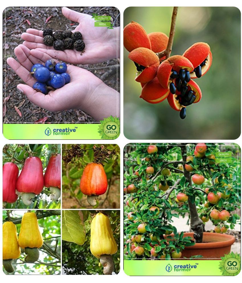 Tree Seeds Home Depot Elaeocarpus Ganitrus,Sterculia Guttata,Cashew