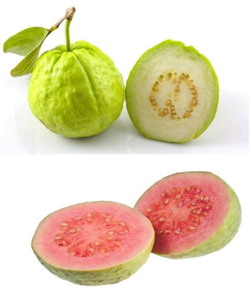 Гуава фрукт фото и описание полезные свойства