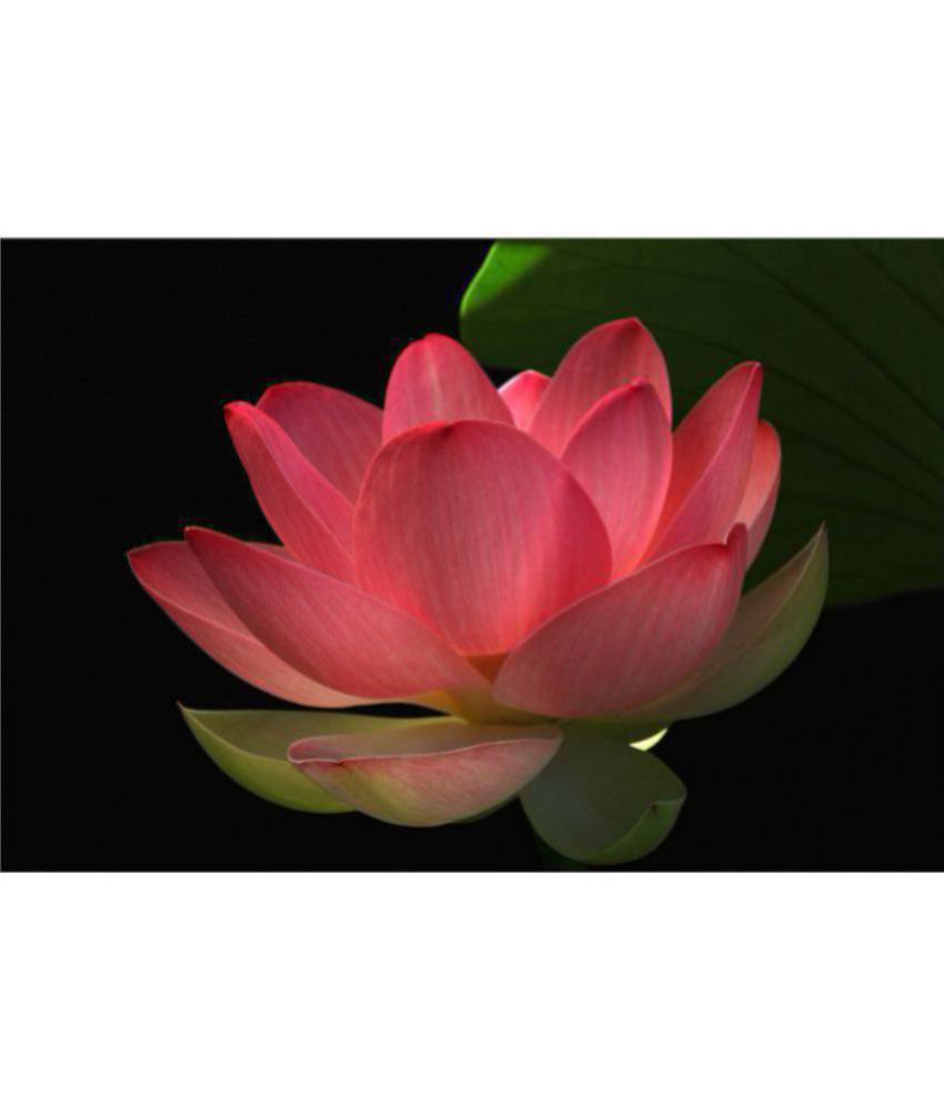 Where To Buy Lotus Flowers Uk Top Grade Pu Single Stem