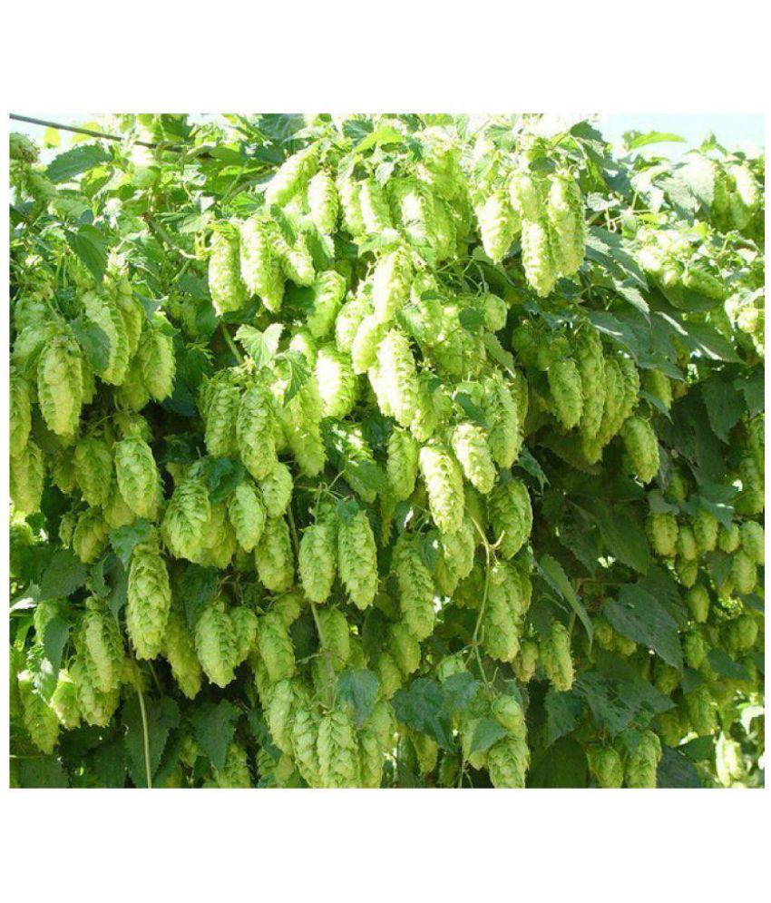 Nema Humulus lupulus European Hop Flower Seed - 40 Pcs: Buy Nema ...