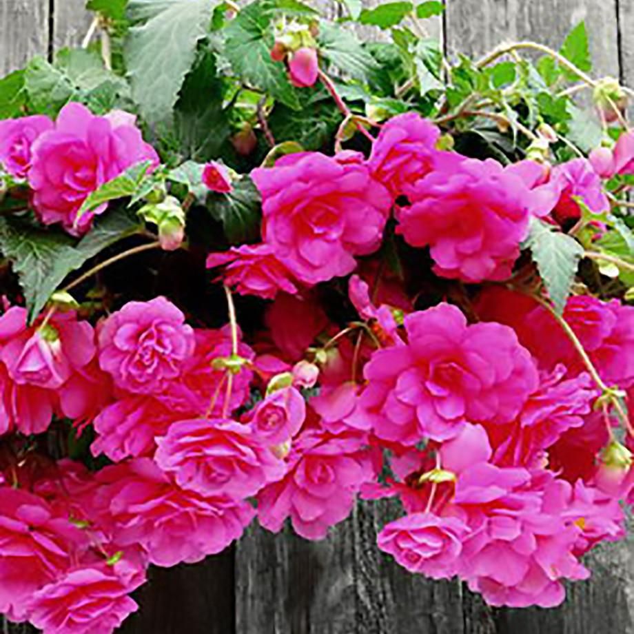 Flower Seeds Hanging Begonia Green Garden Seeds Home Garden Plant