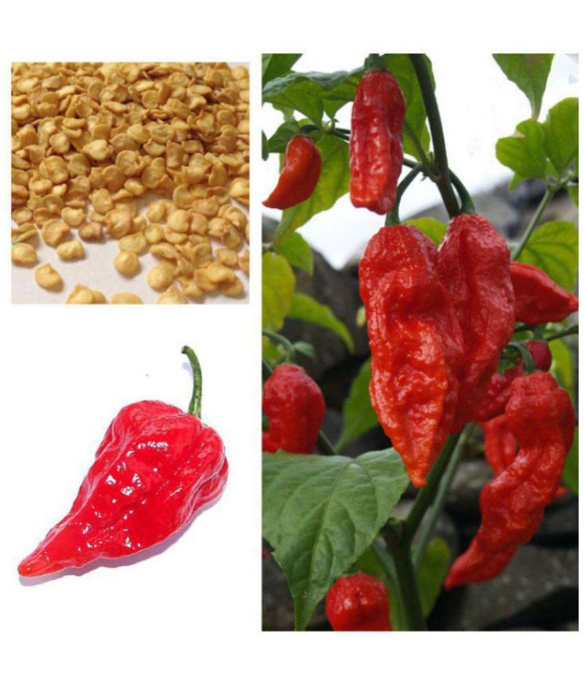     			Hot Chilli Pepper * Red Bhut Jolokia * Ghost Chilli Seeds 20 seeds