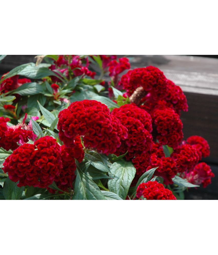 Flower Seeds Celosia Good For Container Flower Seeds For Pot Exotic