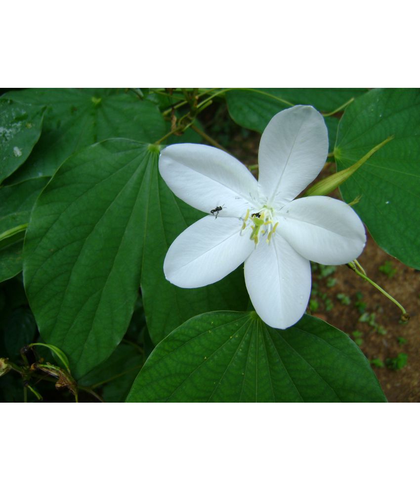 Flower Seeds Mandaram Kerala Flower Seeds Garden Flower Seeds