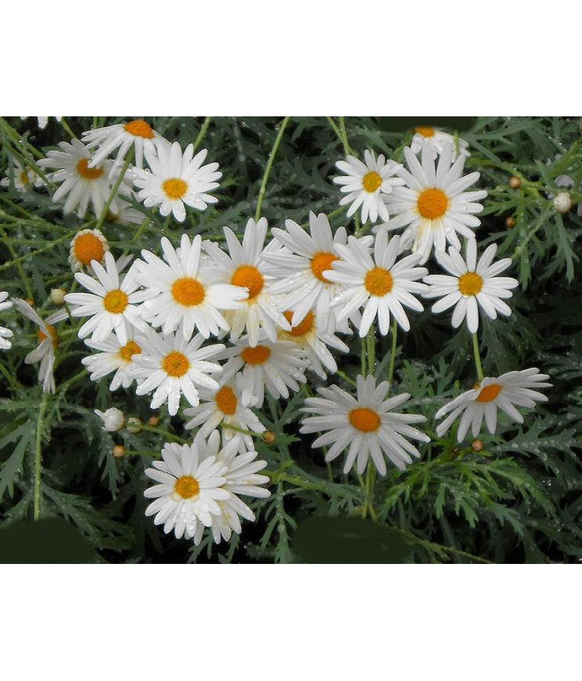 Flower Seeds White Daisy Sunflower Family Seeds