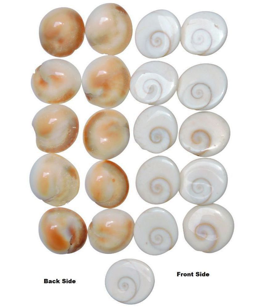     			Raman Collection NATURAL GOMTI CHAKRA - 21 PIECES