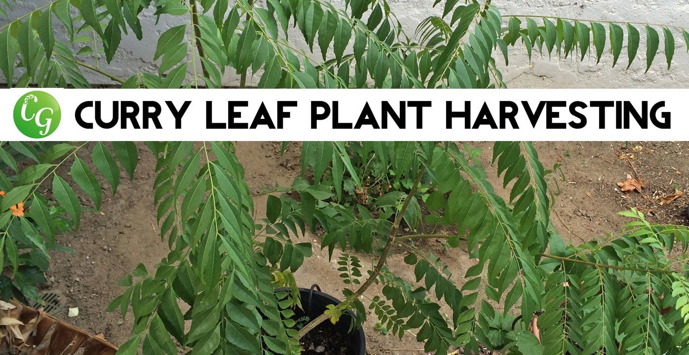 PlantaeKingdom CURRY LEAVES Healthy Live Best Pot(KADI