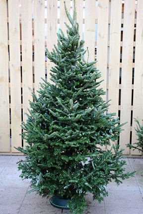 LovePlants Christmas Tree Live Plant With Best Pot Indoor Indoor Plant ...