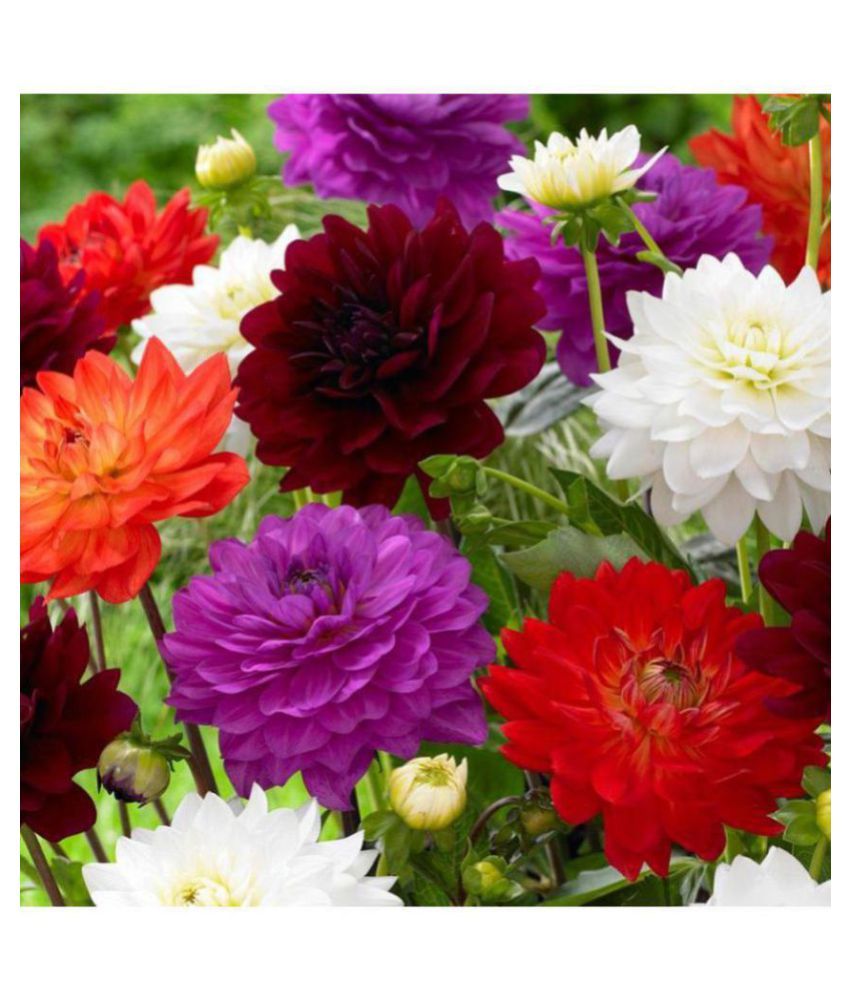 Dahlia Flowers Hybrid Seeds Pack of 40 Exotic Seeds (100 Grams