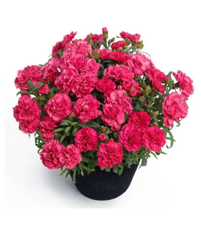     			Flower Seeds : Dianthus Caryophyllus Seeds For Roof Garden Flower Plant Seeds For Yard Garden&Outdoor Living Home Garden Plant Seeds Eco Pack Garden Plant Seeds