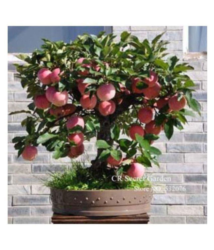     			Apple Hazaratbali Variety Fruit Seed Plant For Indoor