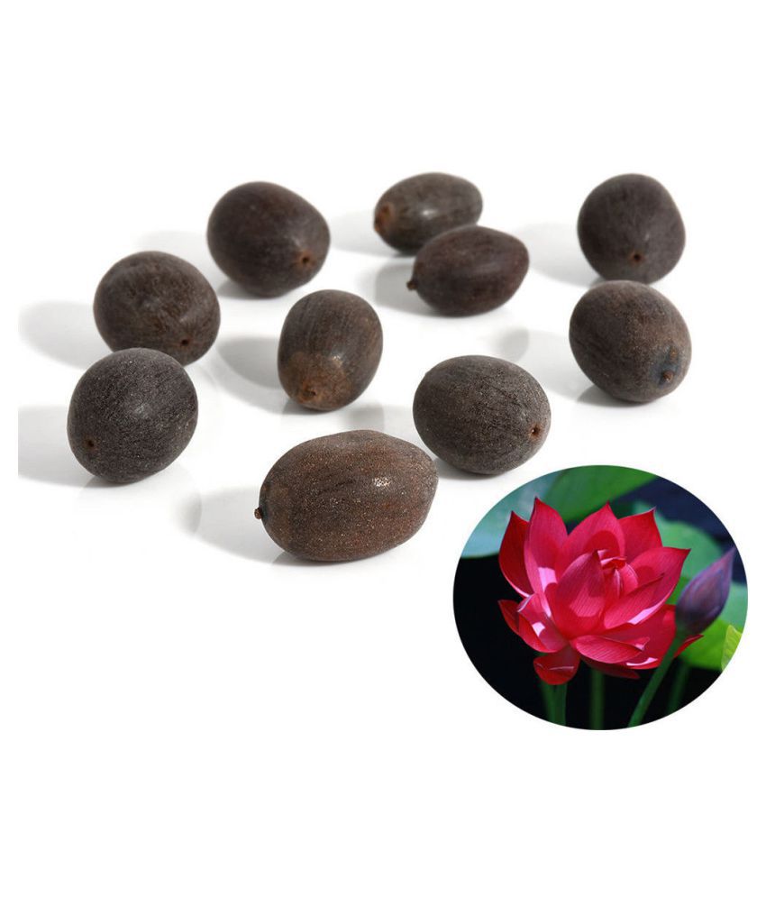     			M-Tech Gardens Exotic Aquatic Lotus Flower Seeds ( Red 10 Seeds Pack)